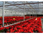 花卉温室